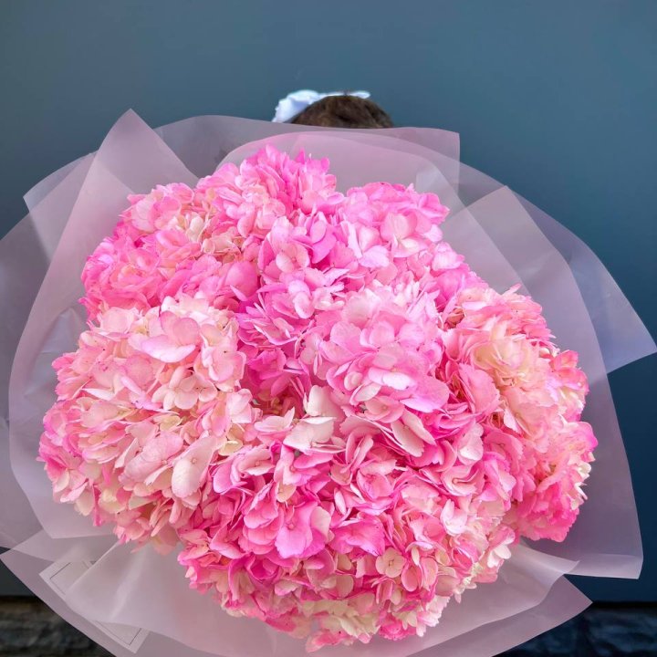 9 ярко розовых гортензий в Костроме