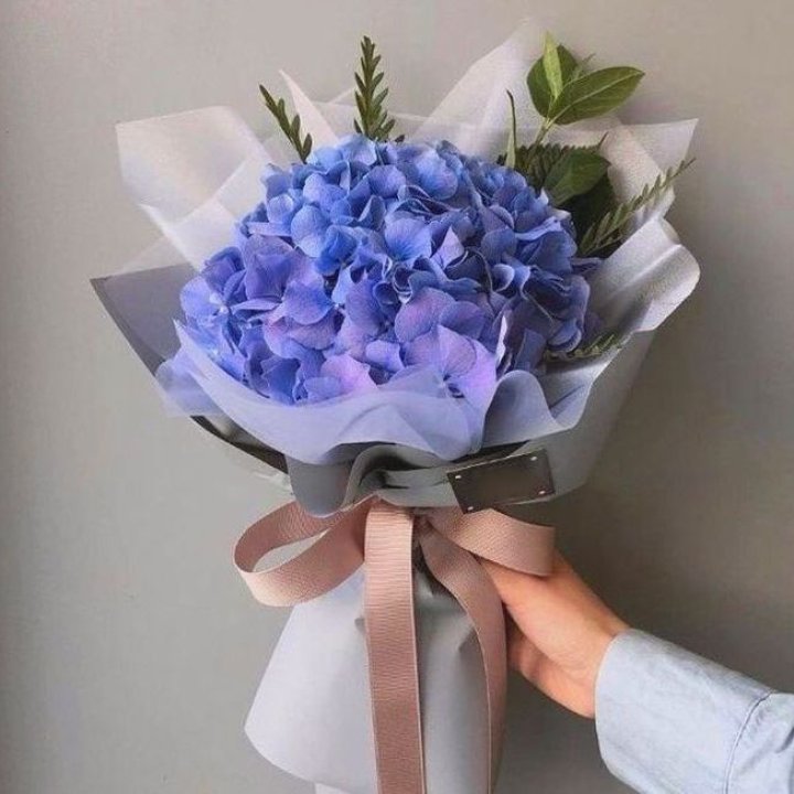 Гортензия голубая в Костроме