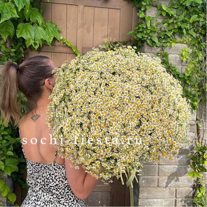 101 ромашка в Костроме