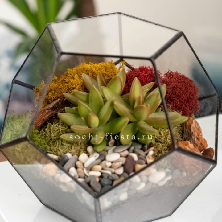 Флорариум “Додекаэдр” с суккулентом Седум в Костроме