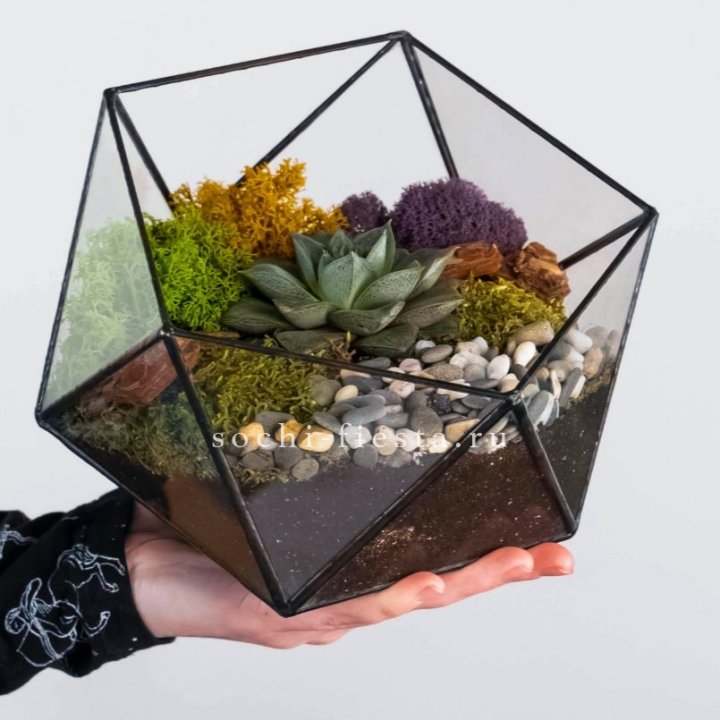 Флорариум “Икосаэдр” с суккулентом Каменная Роза в Костроме
