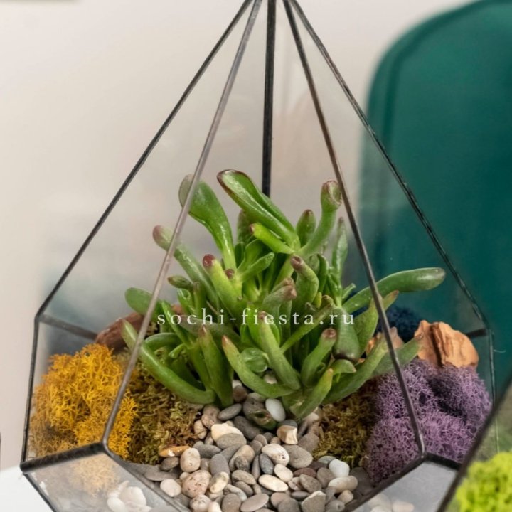 Флорариум “Капля” с суккулентом Крассула Хоббит в Костроме