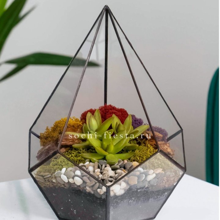 Флорариум Капля с суккулентом в Костроме