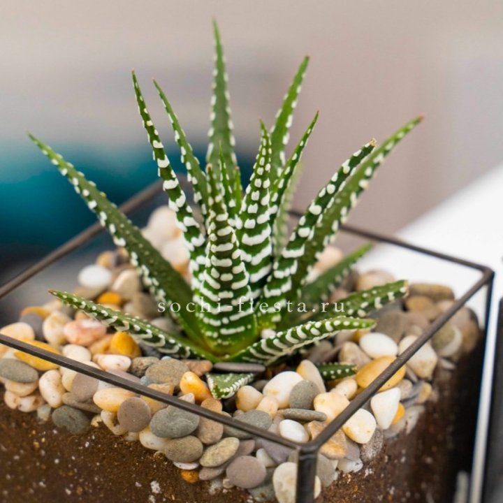 Флорариум Кубик с суккулентом Хавортия в Костроме