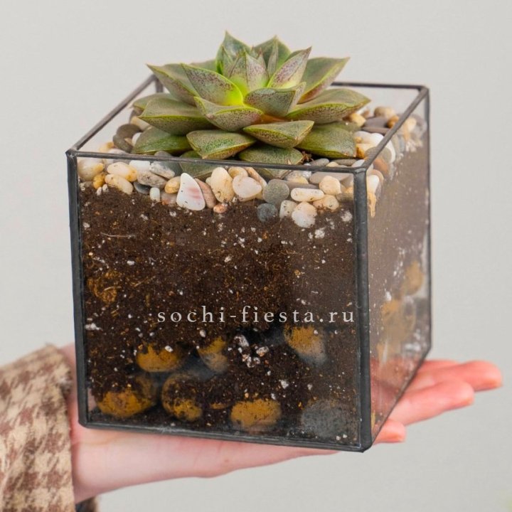 Флорариум Кубик с суккулентом Каменная роза в Костроме