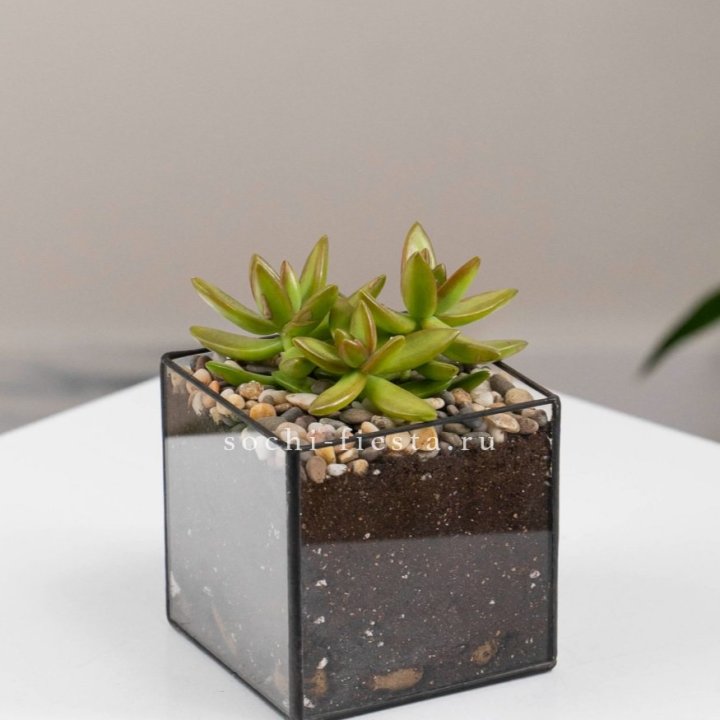 Флорариум Кубик с суккулентом Седум в Костроме
