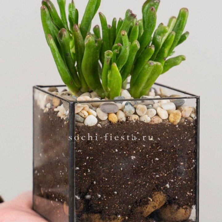 Флорариум Кубик с суккулентом Хоббит в Костроме