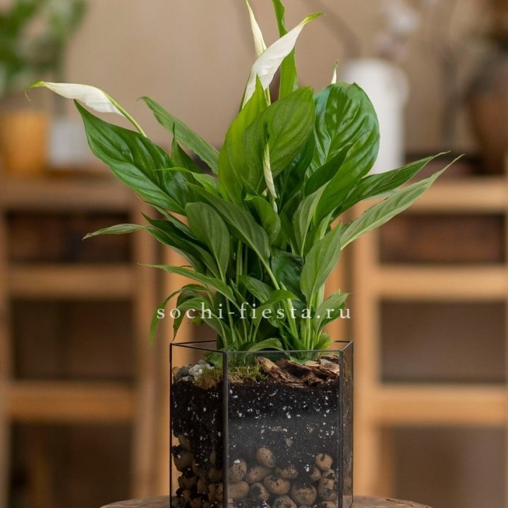 Спатифиллум в кашпо Пятиугольник в Костроме