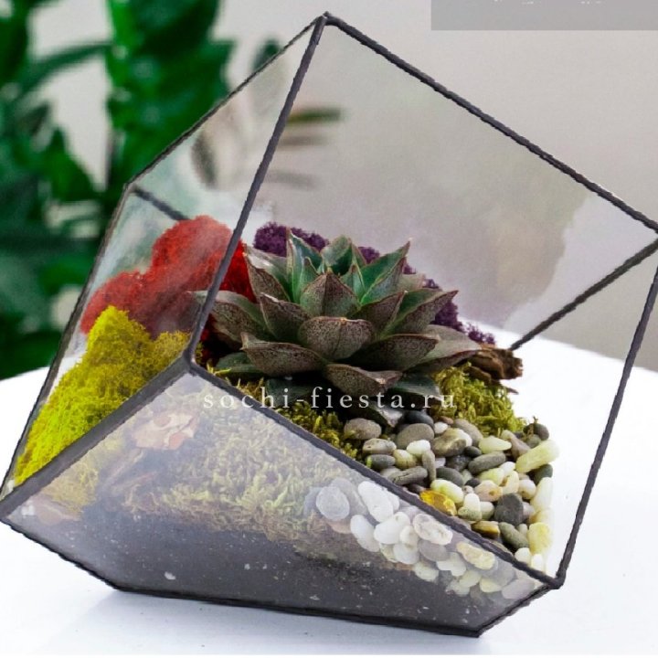 Флорариум Куб усеченный с суккулентом Каменная роза в Костроме