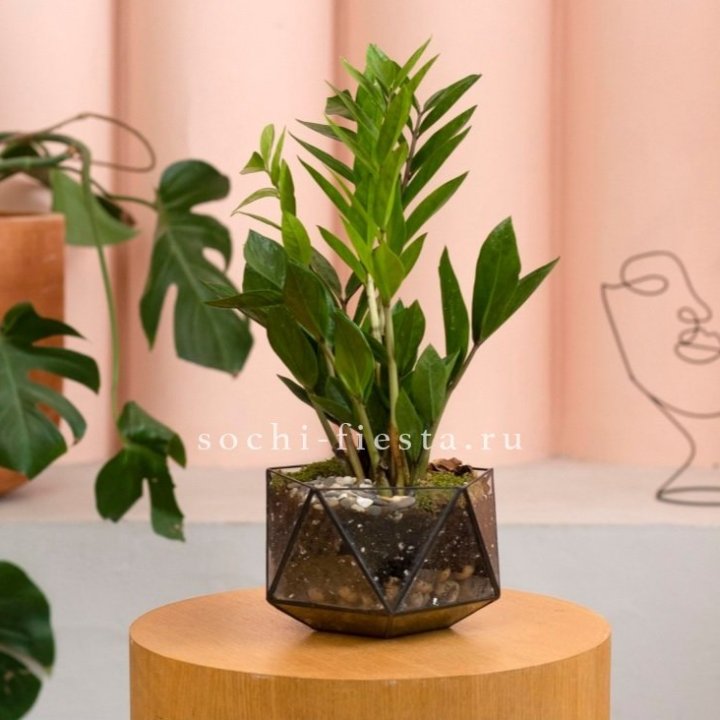 Замиокулькас в кашпо Икосаедр в Костроме
