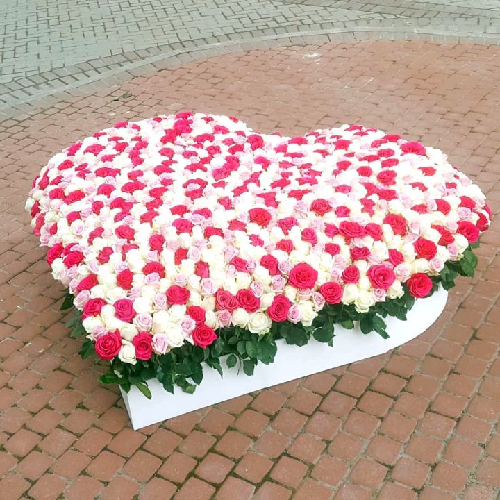 555 роза  в Костроме