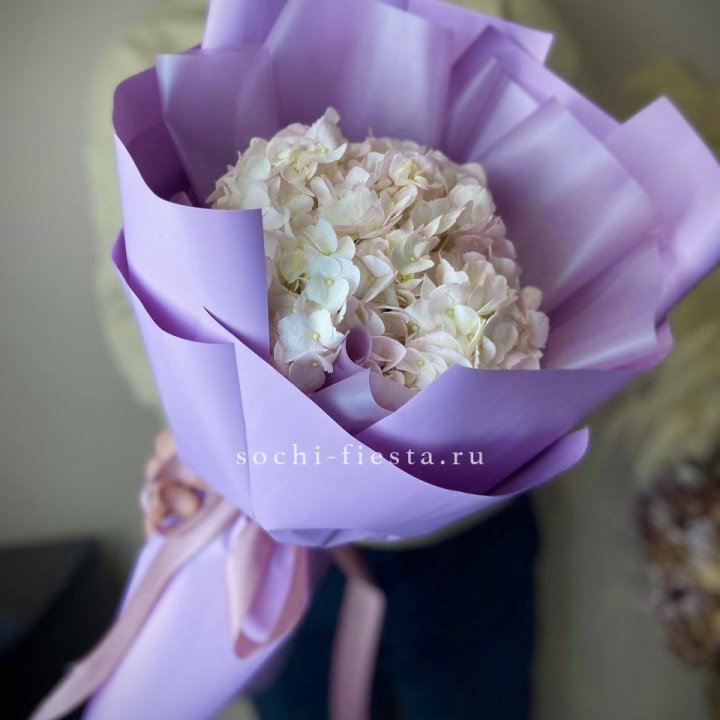 Гортензия розовая в Костроме