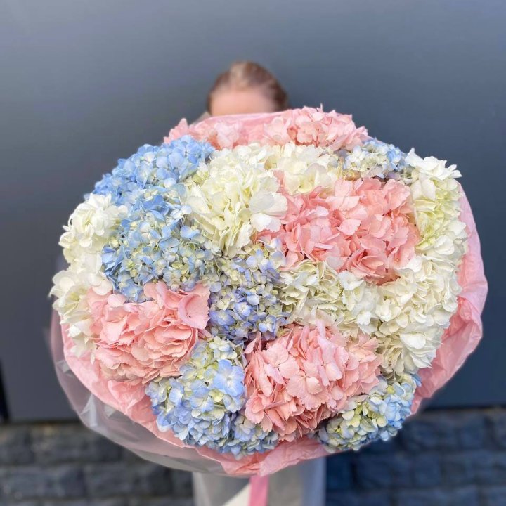 19 гортензий микс в Костроме