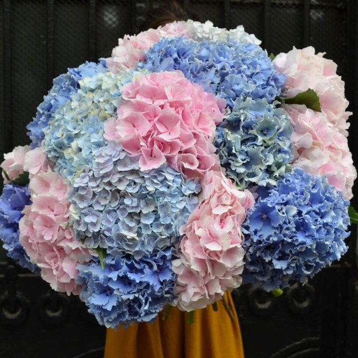 Букет гортензий "Фонтан" в Костроме