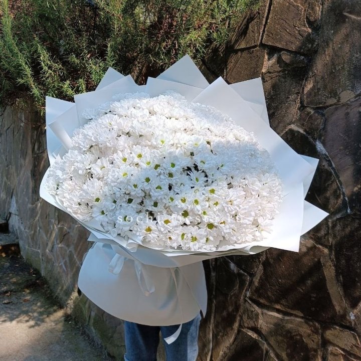 Облако хризантем №2 в Костроме