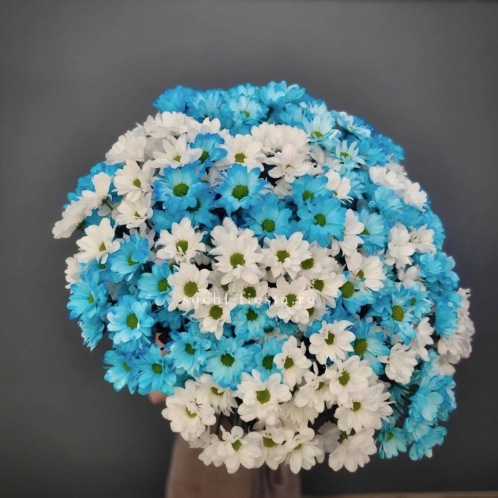  Букет хризантем микс в Костроме