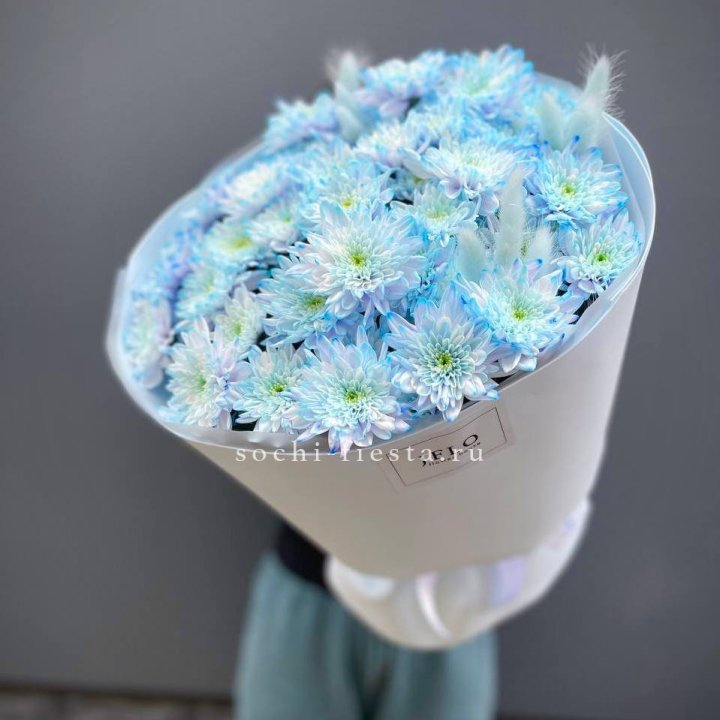  Букет нежно-голубых хризантем  в Костроме
