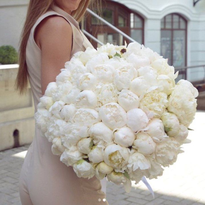 51 белый пион в Костроме