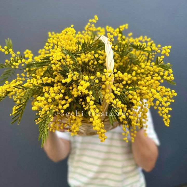 Весенняя корзина мимозы в Костроме