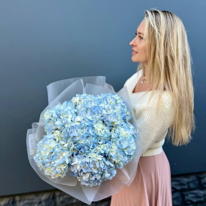 7 голубых гортензий в Костроме