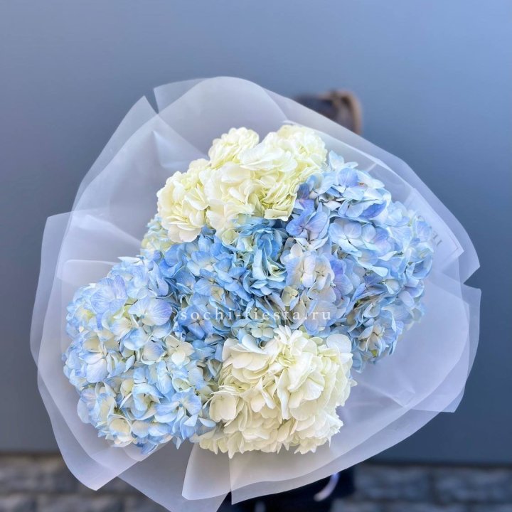 5 бело-голубых гортензий в Костроме