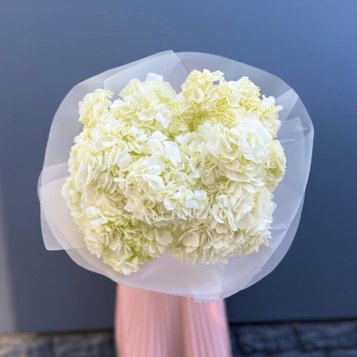 7 белых гортензий в Костроме