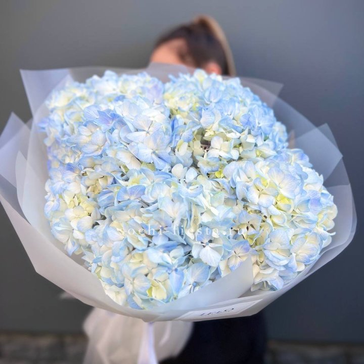 5 голубых гортензий в Костроме