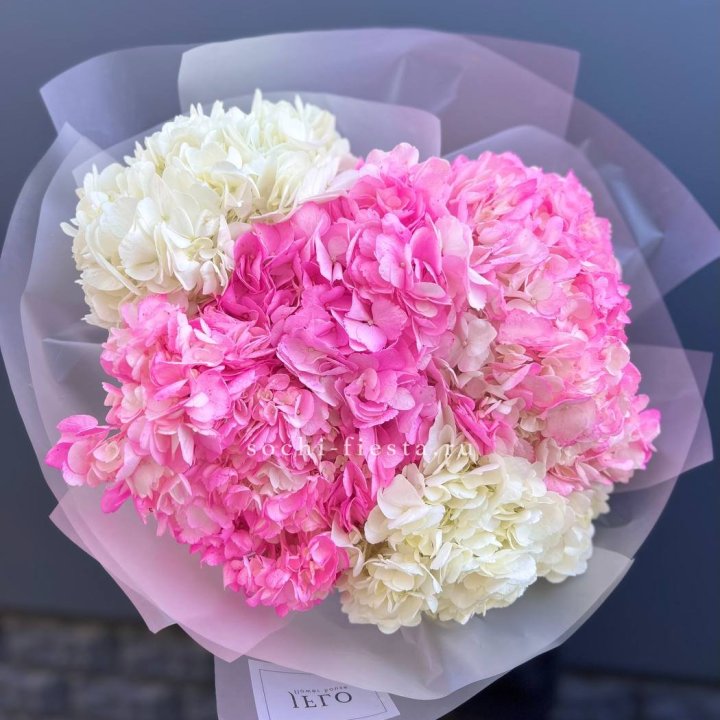 5 бело-розовых гортензий в Костроме