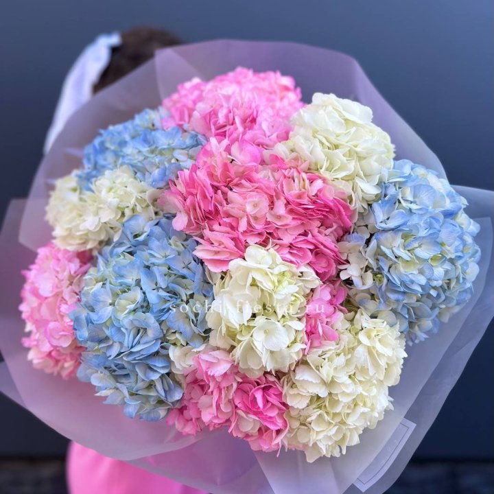 11 гортензий микс в Костроме