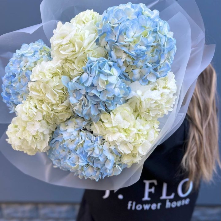 9 бело-голубых гортензий в Костроме