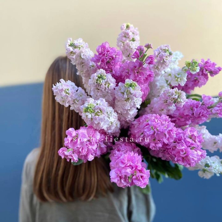 Охапка маттиолы в Костроме