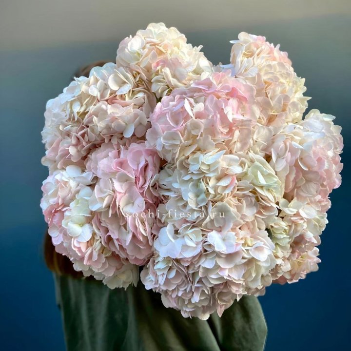 Охапка розовой гортензии в Костроме