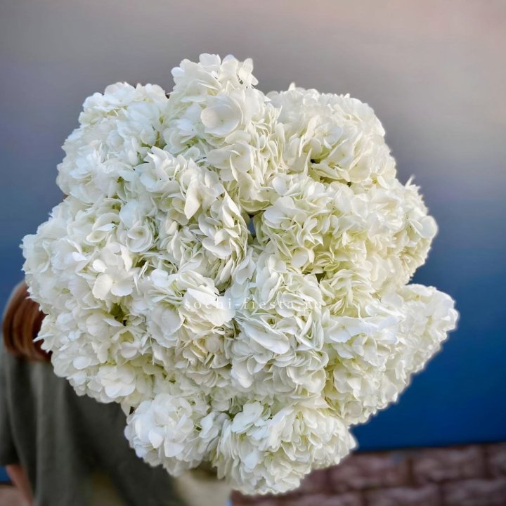 Охапка белой гортензии в Костроме