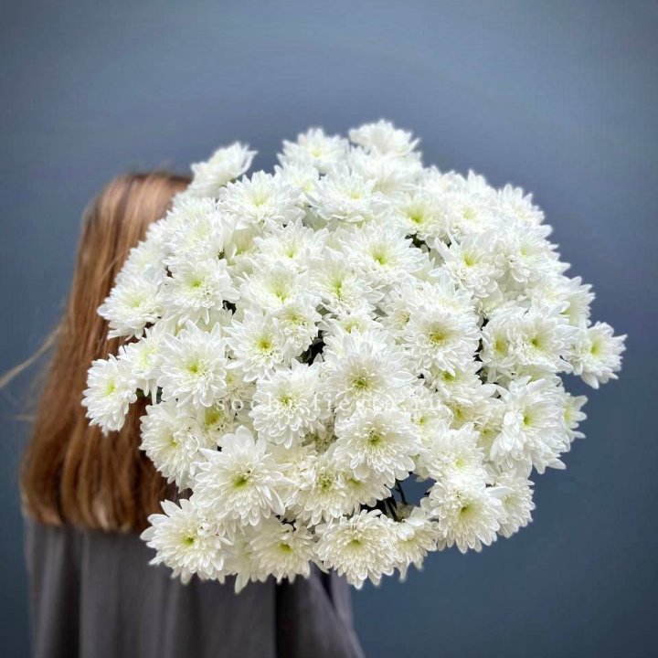 Охапка Хризантемы кустовой в Костроме