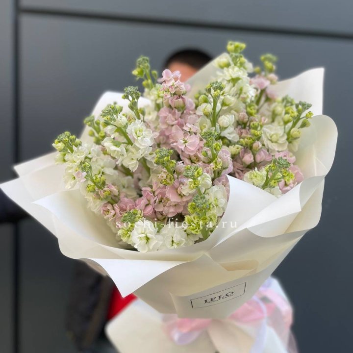 29 маттиол  в Костроме