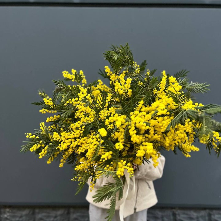 Охопка мимозы в Костроме