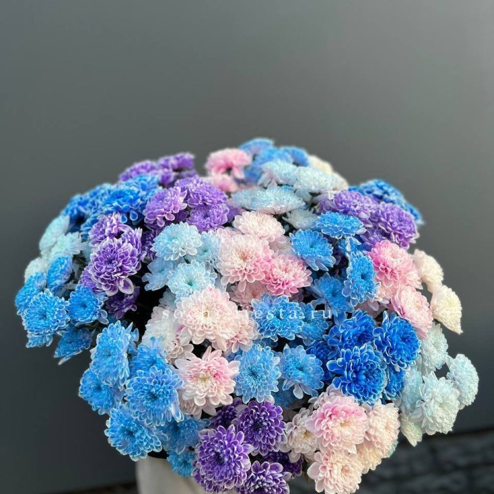 25 цветных хризантем в Костроме