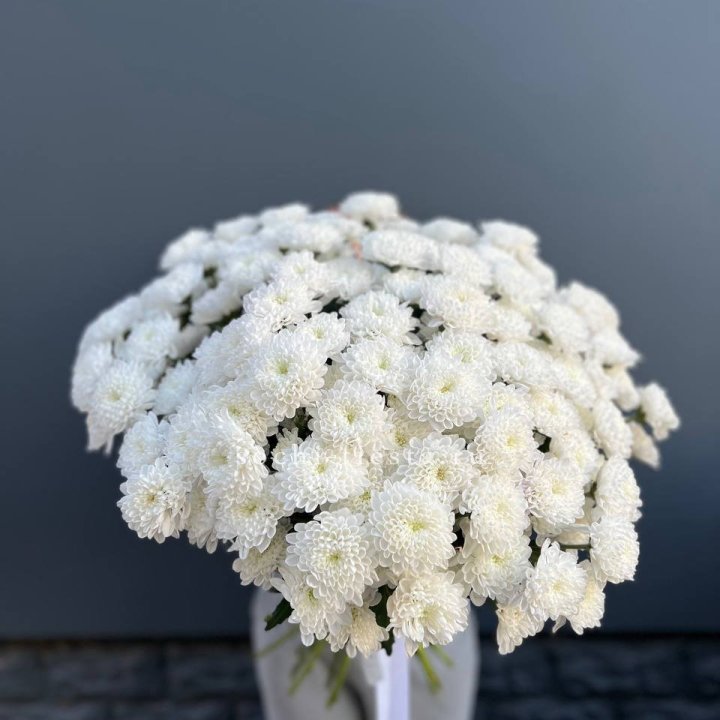  25 хризантем белых в Костроме