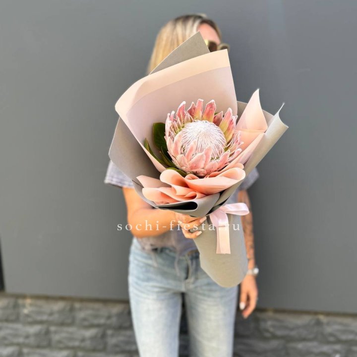 Протея мини  в Костроме