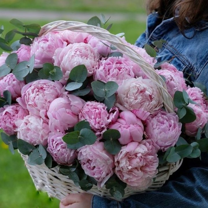 51 пион в корзине в Костроме