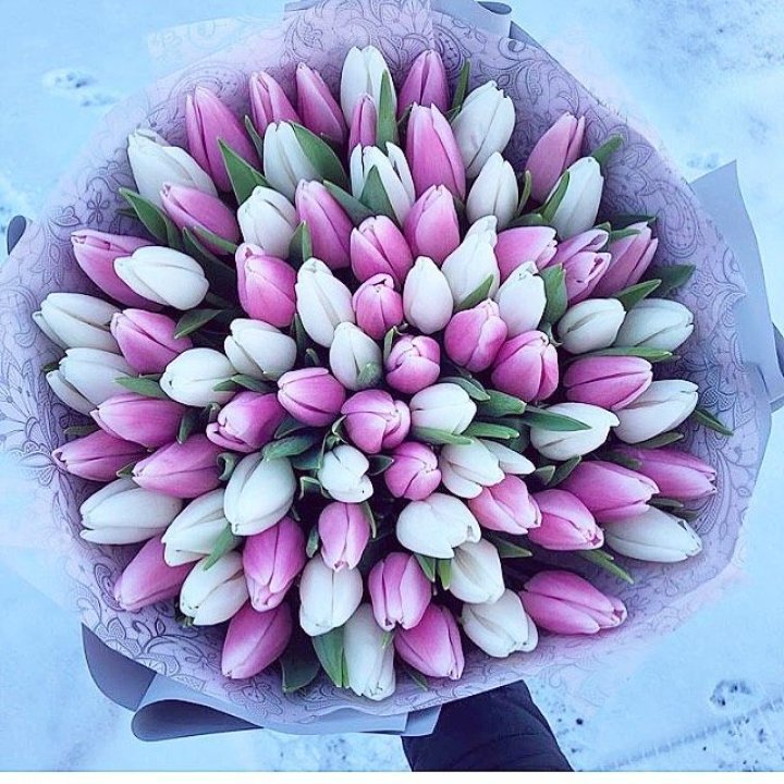 101 тюльпан "Лолипоп" в Костроме