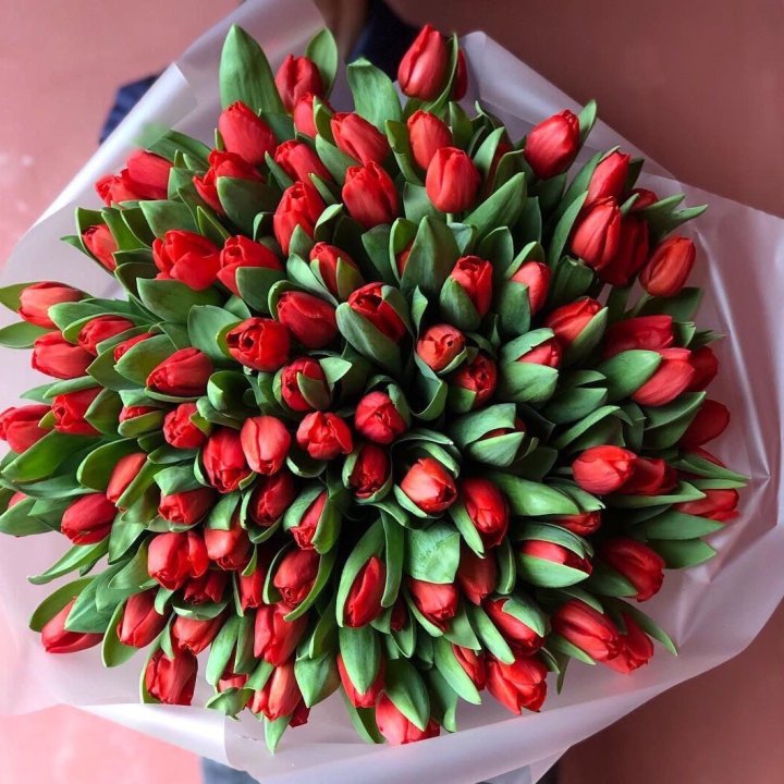 101 красный тюльпан в Костроме